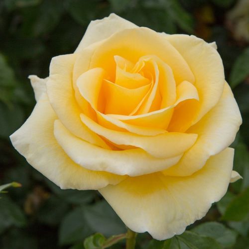 E-commerce, vendita, rose, in, vaso rose ibridi di tea - giallo - Rosa Raffaello® - rosa dal profumo discreto - Michèle Meilland Richardier - ,-